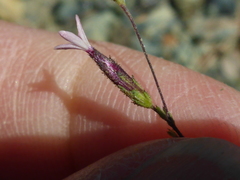 Lessingia micradenia
