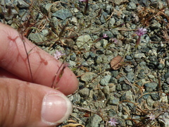 Lessingia micradenia