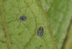 Aleurolobus rhododendri