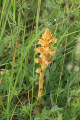 Orobanche elatior