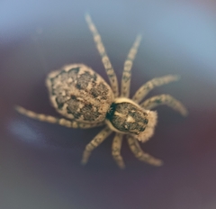 Menemerus semilimbatus