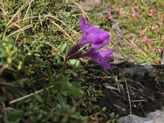 Primula integrifolia