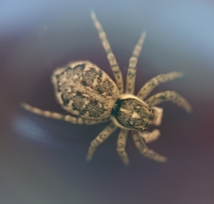 Menemerus semilimbatus