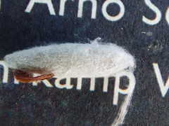 Yponomeuta malinellus