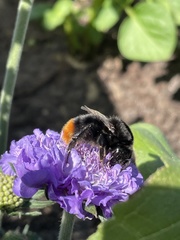 Bombus lapidarius