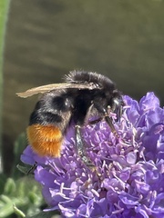 Bombus lapidarius