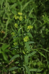 Euphorbia borodinii