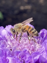 Apis mellifera