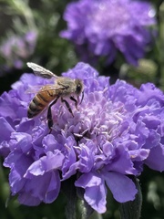Apis mellifera