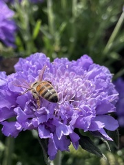 Apis mellifera