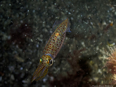 Alloteuthis subulata