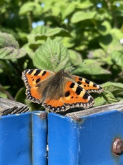 Aglais urticae