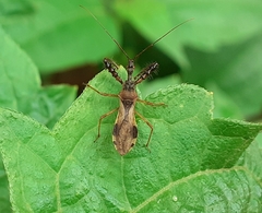 Irantha