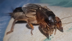 Neocurtilla