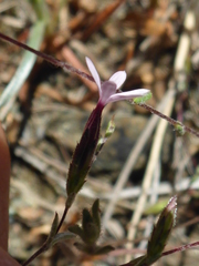 Lessingia micradenia