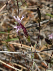 Lessingia micradenia