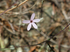 Lessingia micradenia