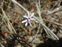 Lessingia micradenia