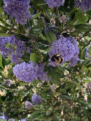 Bombus terrestris