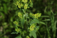 Euphorbia borodinii
