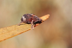 Oxyops fasciatus