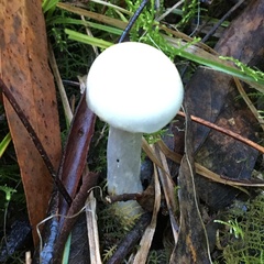 Cortinarius austroalbidus