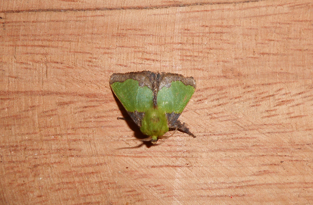 Parasa herbina