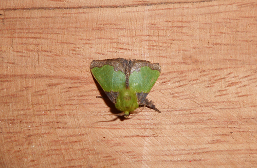 Parasa herbina