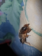Neocurtilla