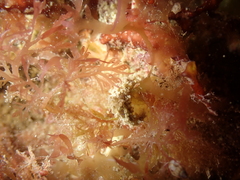 Aegires punctilucens