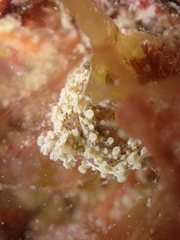 Aegires punctilucens