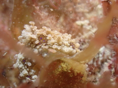 Aegires punctilucens