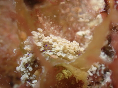 Aegires punctilucens