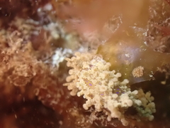 Aegires punctilucens