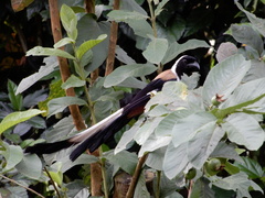 Dendrocitta leucogastra