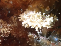 Aegires punctilucens