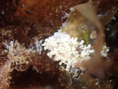 Aegires punctilucens