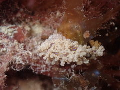 Aegires punctilucens