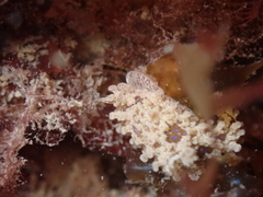 Aegires punctilucens