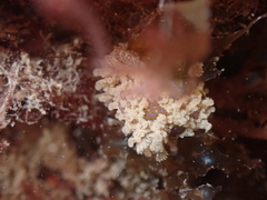 Aegires punctilucens