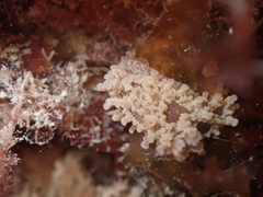 Aegires punctilucens