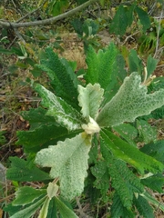 Tarchonanthus trilobus