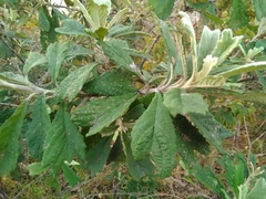 Tarchonanthus trilobus