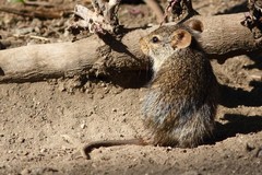 Arvicanthis niloticus