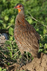 Pternistis rufopictus