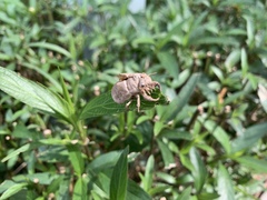 Cryptotympana atrata