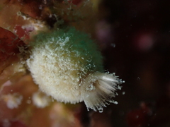 Sycon ciliatum