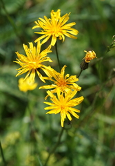 Crepis mollis