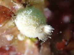 Sycon ciliatum