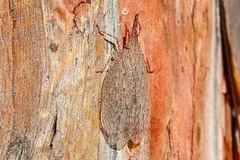 Rentinus dilatatus
